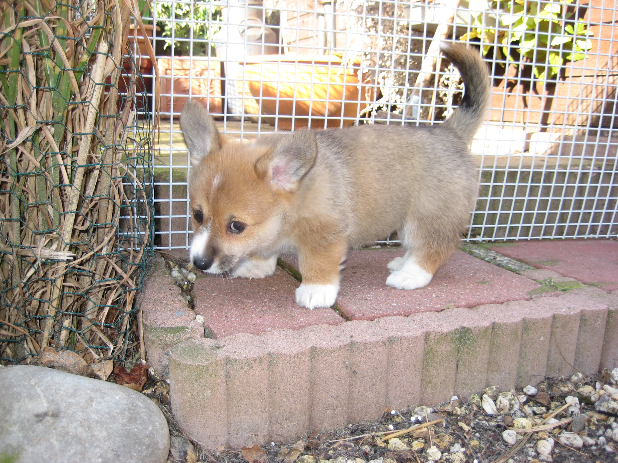 Puppy's